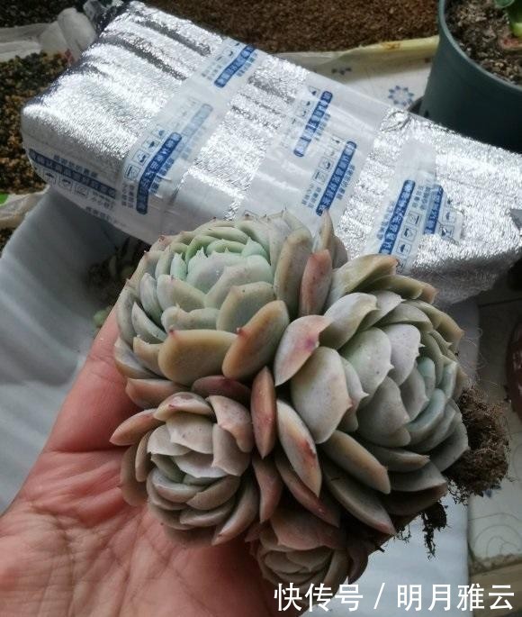 认同|多肉控养能长胖吗?新手最容易上当,完全两个概念,你认同吗?