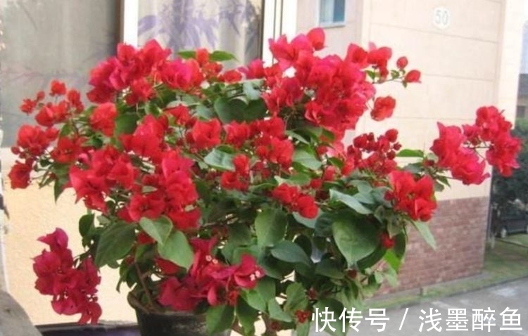 香气|超香的花卉,养在阳台,风一吹满屋子香气,花开超美丽