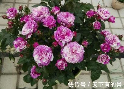 这是一款紫色条纹浓香月季，多头勤花，一开就是一簇