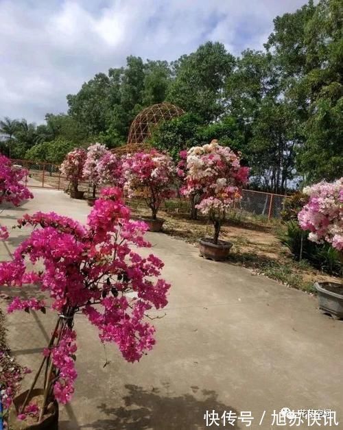 花期|“最累”的8种花,花开连续几个月,一次开花几百朵!