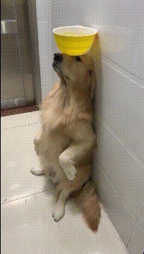 |搞笑GIF趣图:我就是先要测试下你们这质量到底怎么样