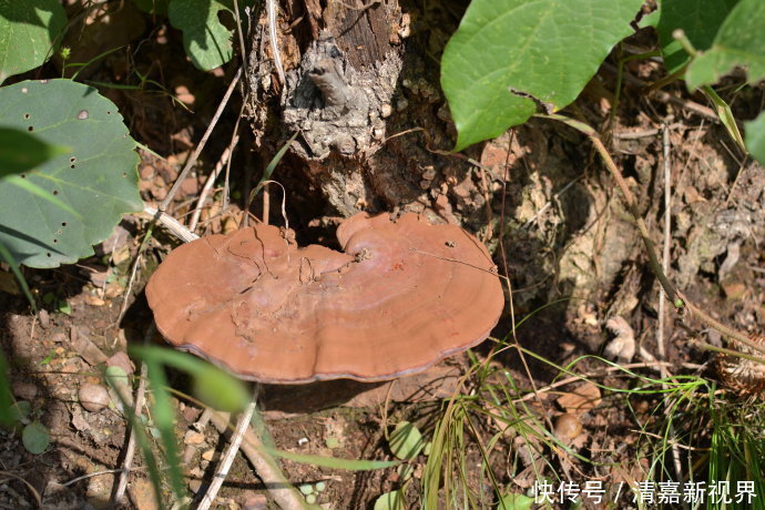 灵芝科|农村常见的“树舌头”,是补肝肾健圣品,以后上山见到别忽视