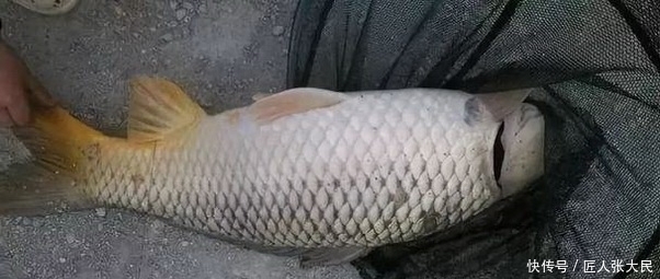 垂钓者|钓鱼最忌讳的几种心理，一个老钓鱼人的忠告