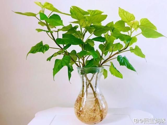 1粒花生丢水里,呼呼长成小森林,这艺术品给钱也不卖