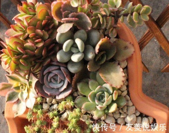 好好打理下你的多肉,让它们更加健康生长!