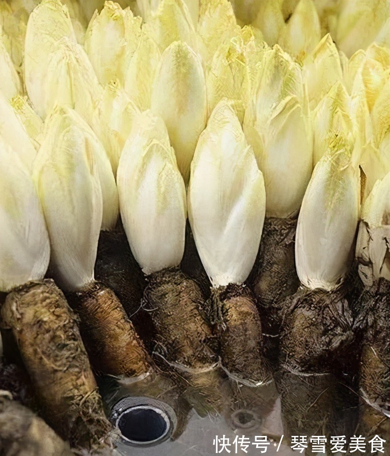 痛风|农村3种野菜,酒精肝、痛风、高血压的人要多吃!