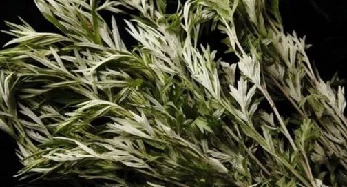 艾草|一把艾叶二两酒,腰腿疼痛绕道走,颈椎病、关节炎、腰腿疼也管用