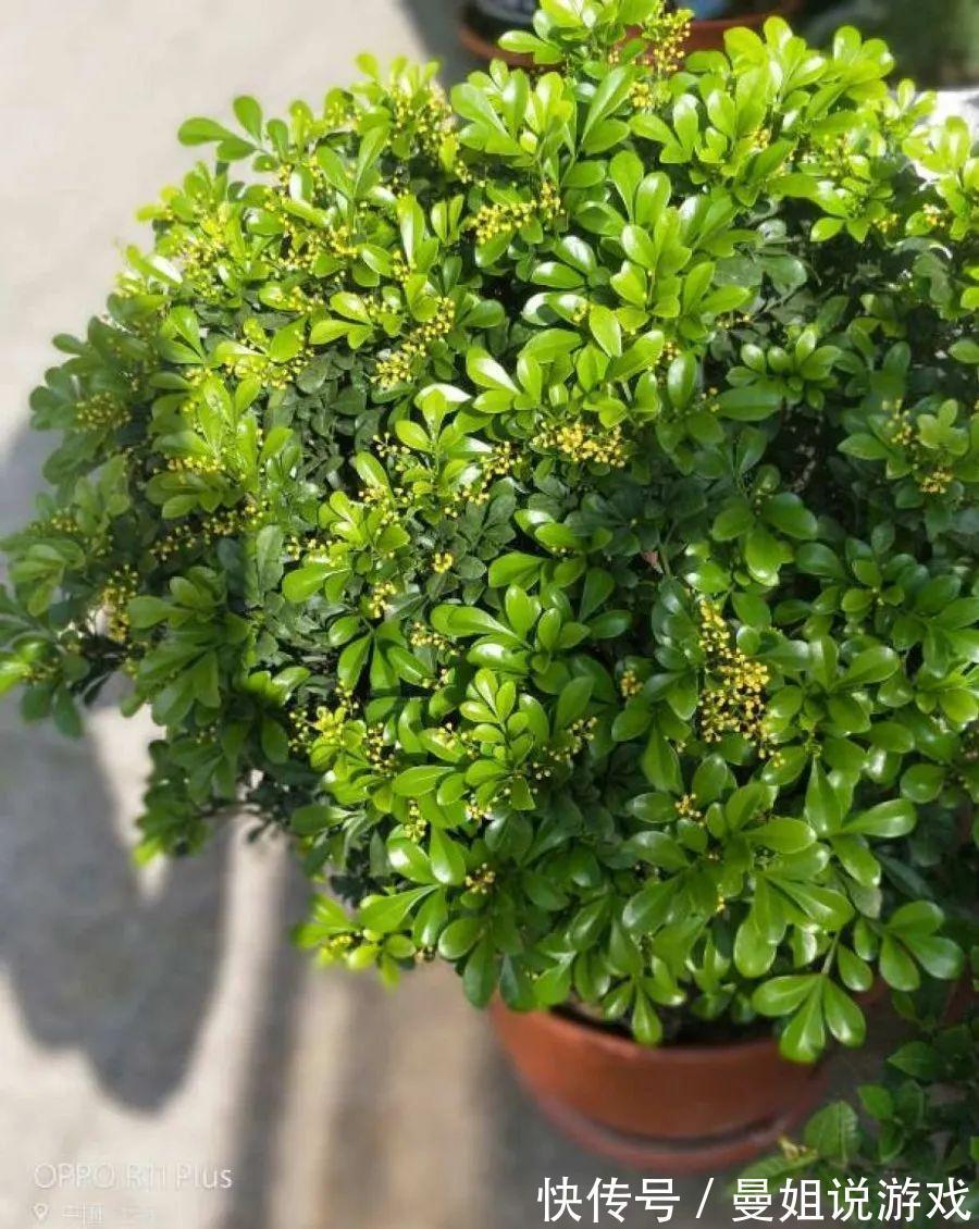 米兰这么养,疯狂冒新叶,开花香又多