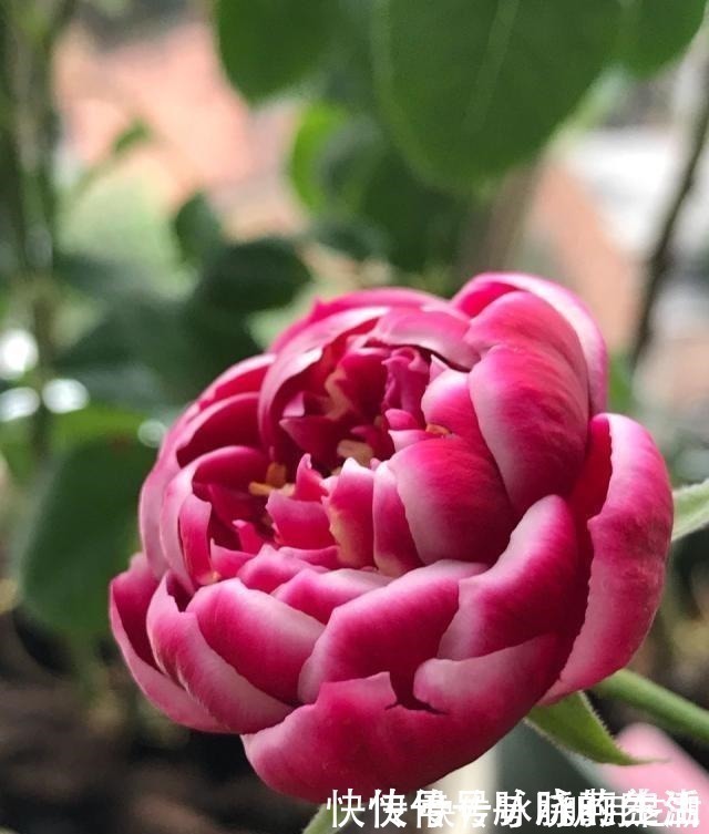 花卉|这花开得太漂亮了，简直就是神仙颜值，难怪大家称它为“妖花”！