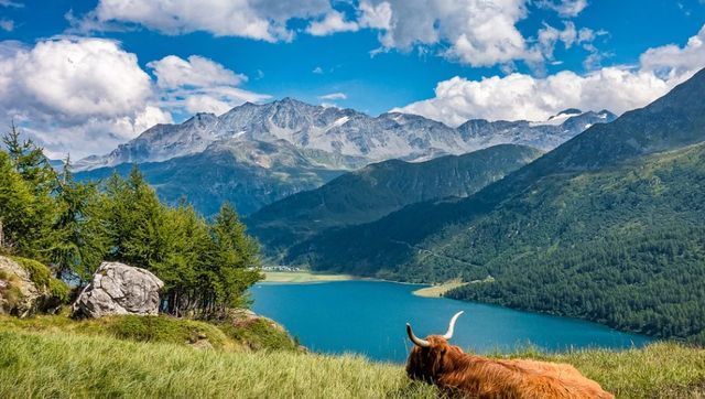 水牛|心头无物方自由，沩山水牛的自由境界