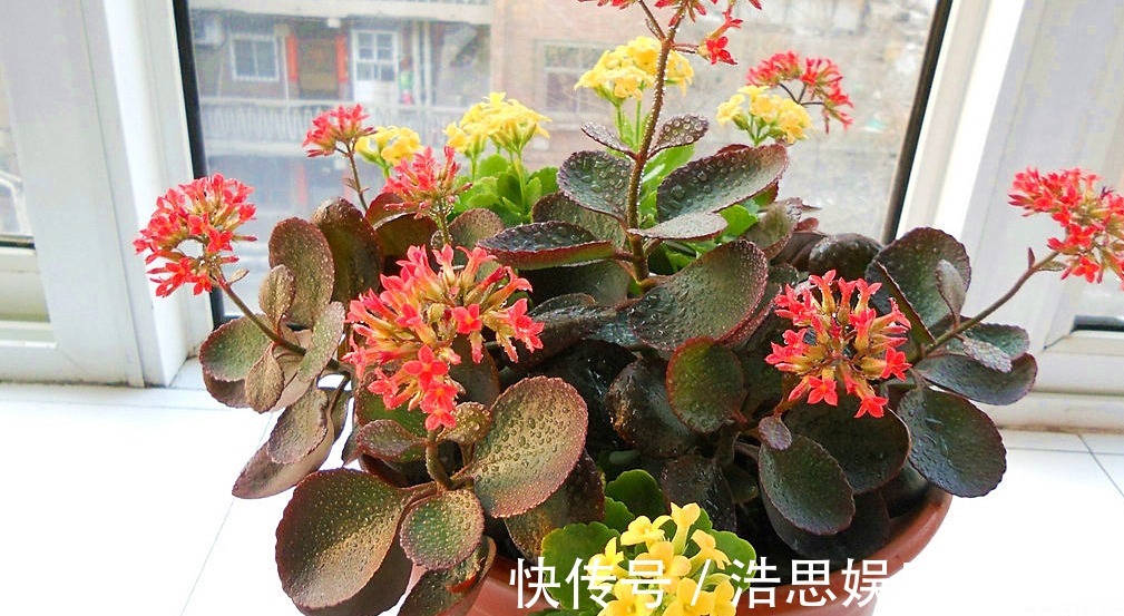 给长寿花喂一点它的汁液,不久就开出花苞,盆盆长势旺盛