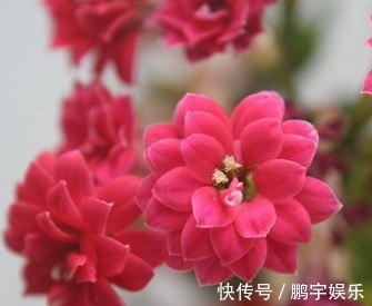 磷酸二氢钾|家养长寿花总是开花少做好这几个小细节,轻松花开爆满盆