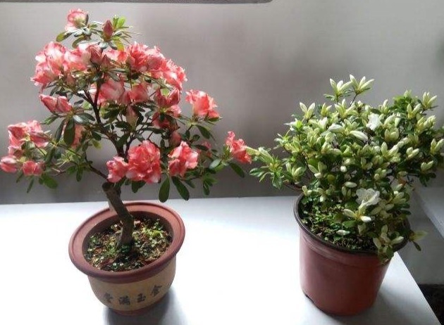 新手养杜鹃花,得掌握好“诀窍”,之后才能年年开花,叶片油旺