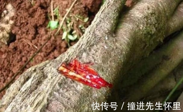 龙血树|中国最“无私”的树,它的“血”能治病,却因此被砍得只剩20棵