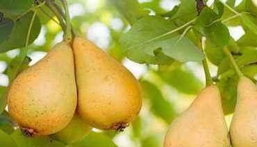  身体|对身体很好的3种食物，女性常吃，润肤美容，疏通血管