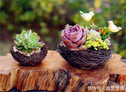 春天“5点”多肉养肉法,让肉肉蹭蹭长爆盆