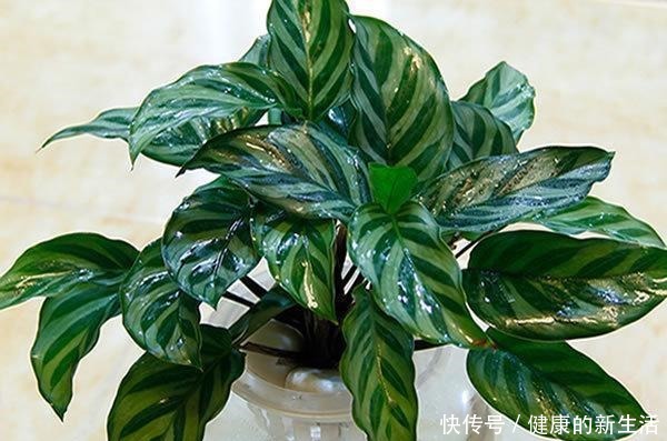 这5种花,天生不能晒,一晒就黄了,不信你就试试!