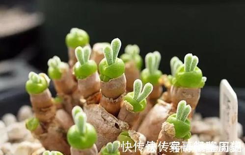 叶片|4种漂亮多肉,怕冷难过冬,新手要慎选,来年开春再养也不迟!