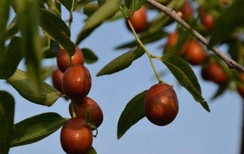 女性最好的食物，每天幾個，補足氣血，臉色紅潤，子宮越來越健康