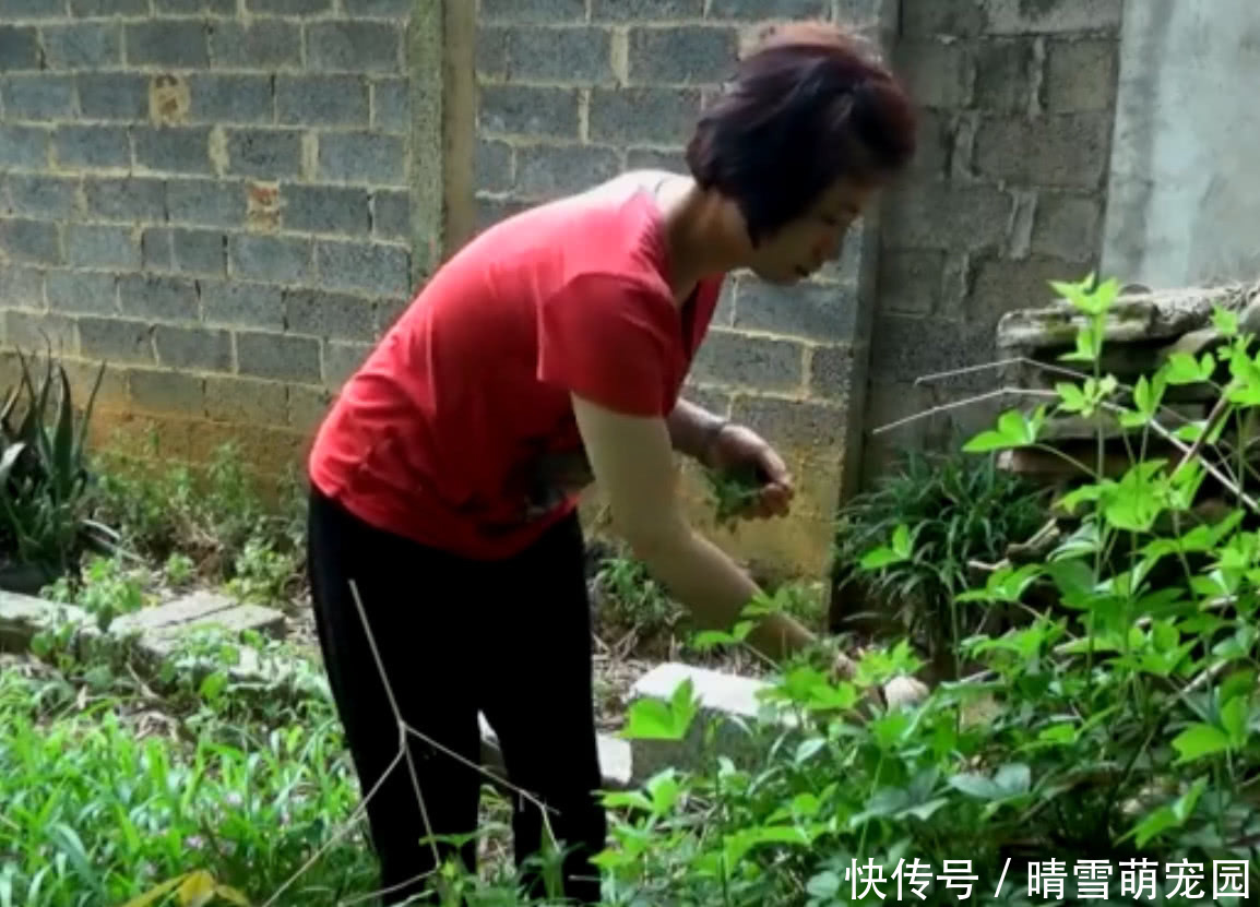 农村|农村大妈在路旁采野菜，说是一小把能卖10块钱，你们吃过吗