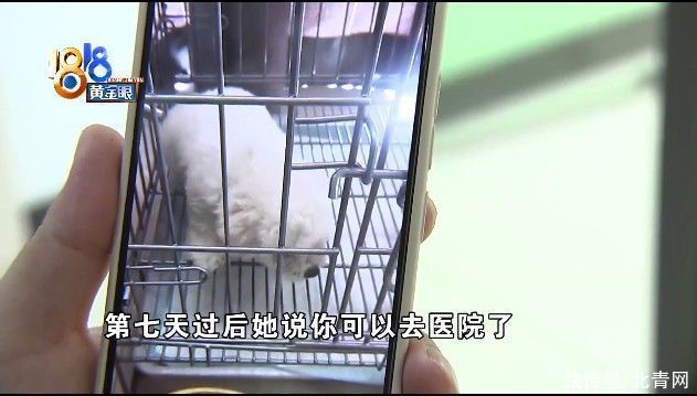 犬瘟|“感冒”查出得犬瘟，姑娘在意“时间点”