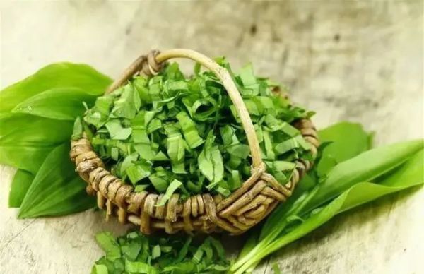 蒲公英|春来野菜香,哪些能敞开吃哪些坚决不能碰采挖时,请分辨清楚