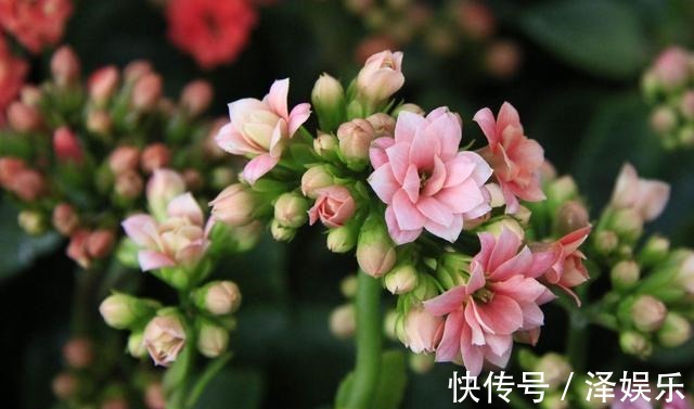 gt|你家长寿花“修剪”了吗趁着花败剪一剪,天气好,还能开一茬!