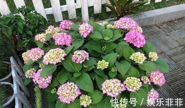 蟹爪兰|悄悄告诉你,此5种花,掐个叶就生根,懒人都能养开花!