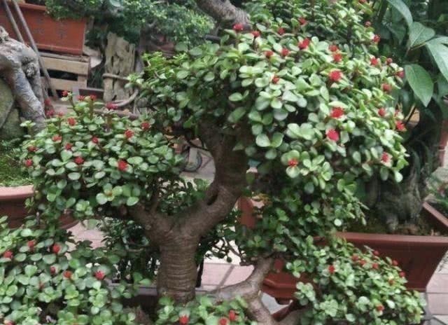 2种盆景树“名贵”,有“聚财树”的美誉,放阳台养护,寓意好!