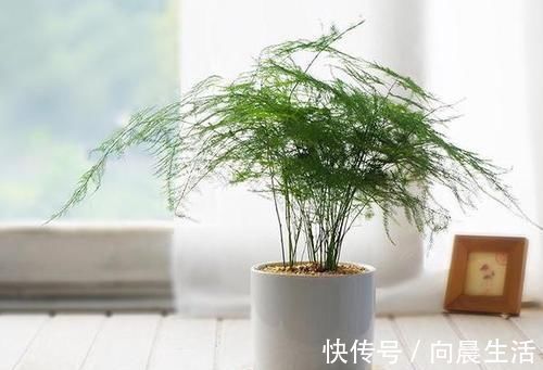 秋天|秋天养文竹，做好4件事，不黄叶不干尖，翠绿旺盛美翻了