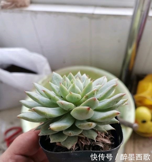 夏天养多肉，必做这3点，否则就黑腐！原来露养多肉也有缺点