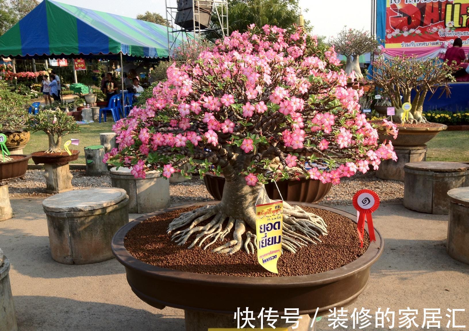 花卉|适合穷养的“5种花”,用小盆,少管一些更利于生长和开花