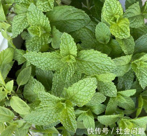 清新|卫生间异味大,放3种小盆栽,耐阴好养,空气清新