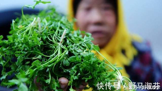 白菜萝卜吃腻了，试试用它包饺子，清香好吃味道鲜，家人很爱吃