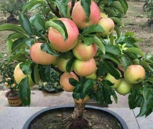  无花果|此几种水果别买了，在花盆就能种，几个月就挂满果，一摘一箩筐