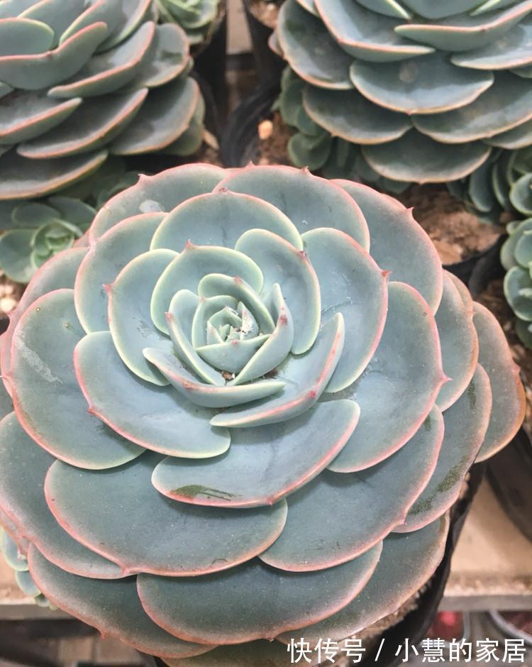 多肉加入这个天然有机肥后，保准多肉美肥美肥的