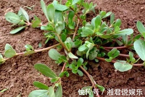 马齿苋|农村见到4种“野菜”,摘回家做菜吃,营养不输苹果香蕉