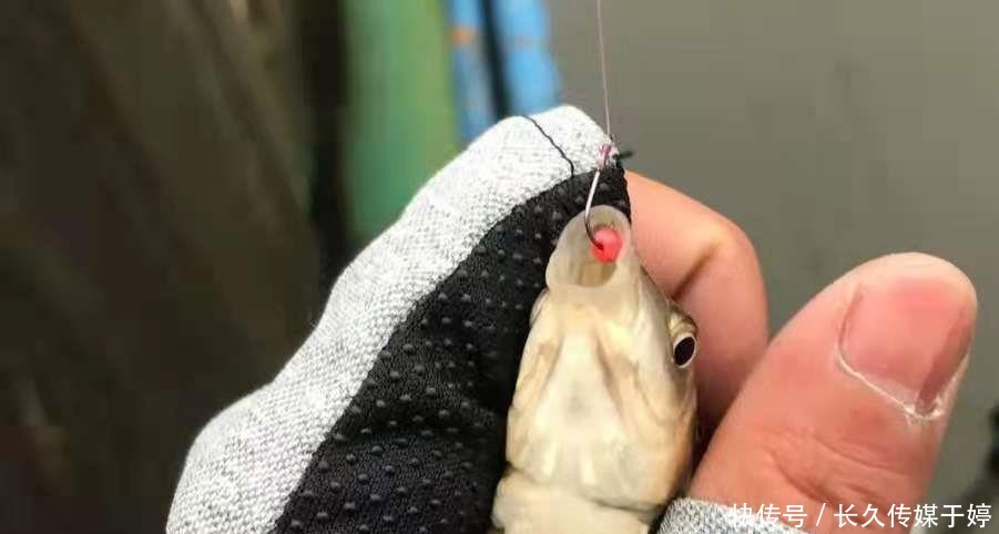 “泡沫”就能解决,何必用商品鲫鱼饵?
