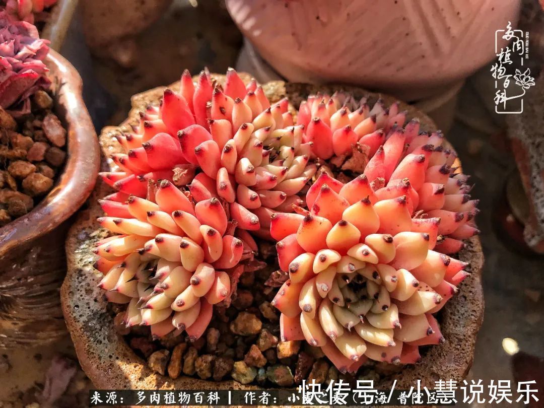 肉如人生，遇见多肉，遇见美！附个人多肉养护经验！