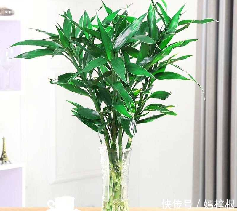 室内养花,10种绿植比花好看,随你挑