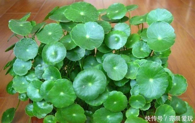 这4种花是出了名的水罐子，给点水就能长，水越多越好