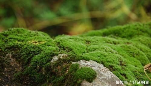 植物|路边挖来的青苔,只需2个步骤,7天长成微景观,比买来的还漂亮