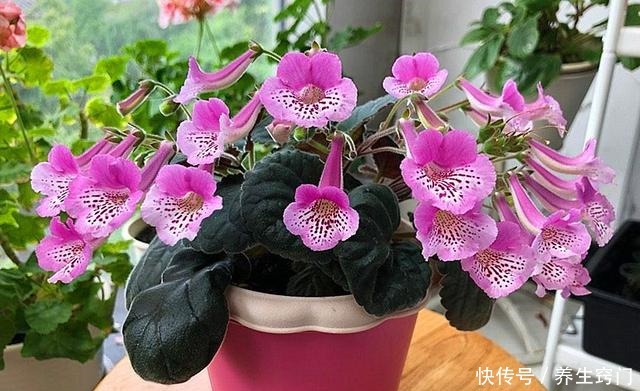 最省心的花——不占地盘,不争阳光,却花开不停!