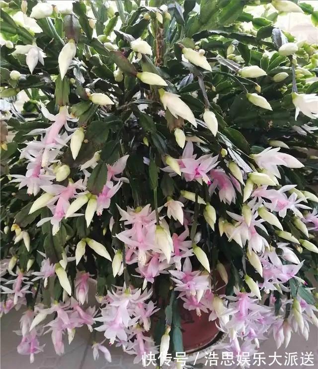 仙人掌|怎么知道仙人掌嫁接的蟹爪兰已经存活嫁接蟹爪兰提高成活有绝招