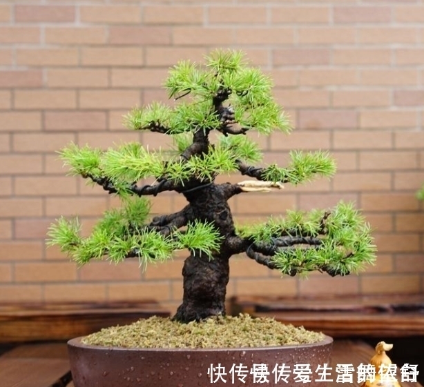 中国|6种高端松树盆景,日本品种占一半,最后1个却是中国一级保护植物