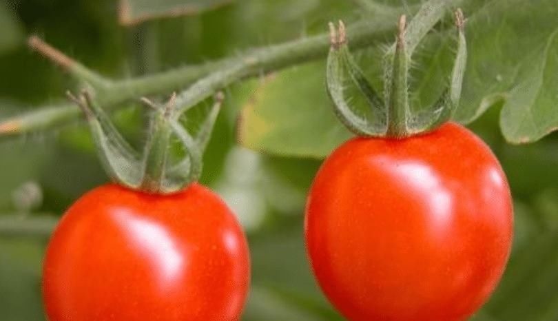 买圣女果时不能只看价格，遇见这4种，多便宜也不能要