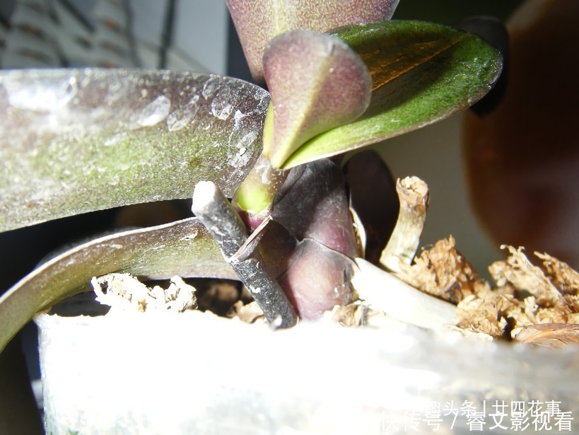 休眠期|春节后养蝴蝶兰,做好3件事,不再“花后死”,还能一盆变多盆