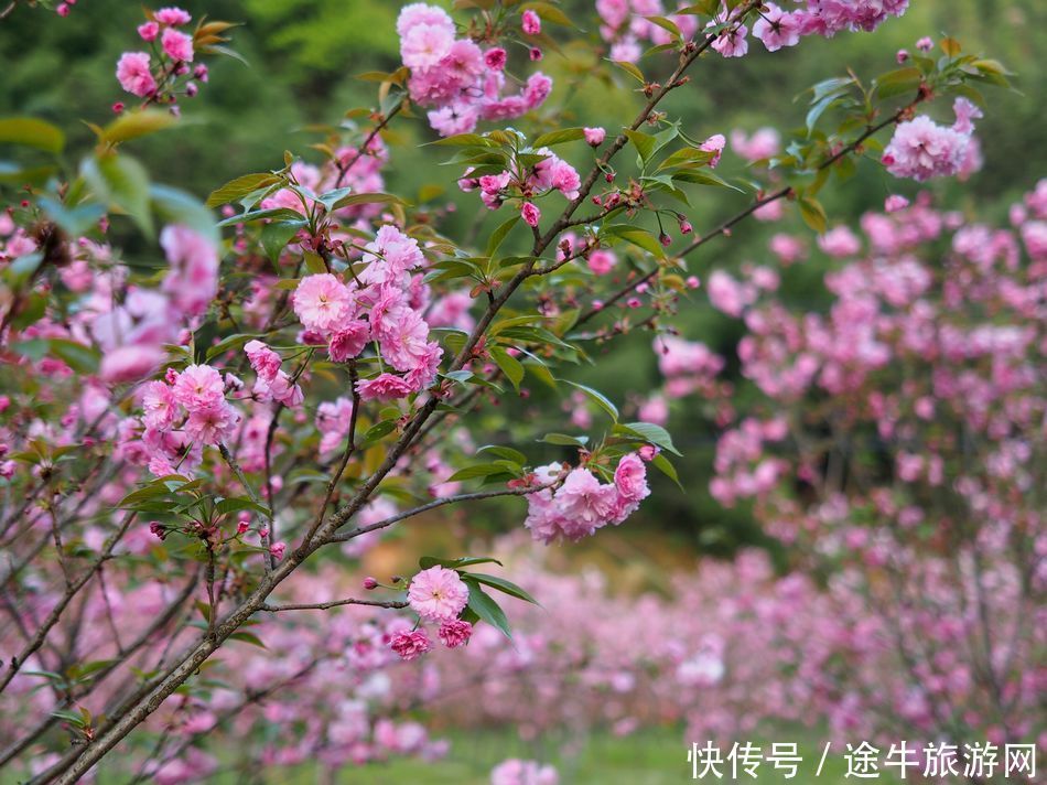 桐庐天子地，集樱花林、溶洞、湖泊峡谷的小众目的地，人少景美