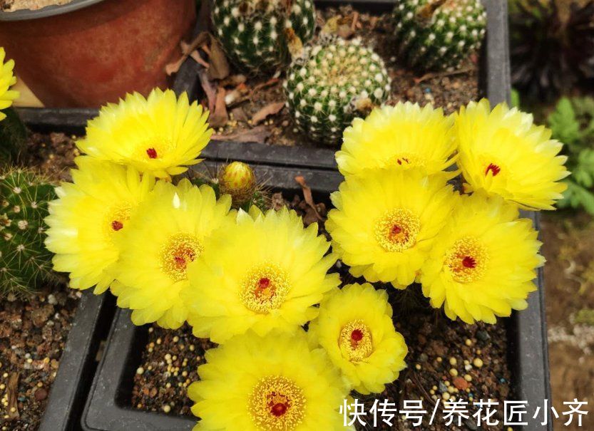 7种耐旱花,适合“懒人”养,忘记浇水也不怕,越长越旺还开花