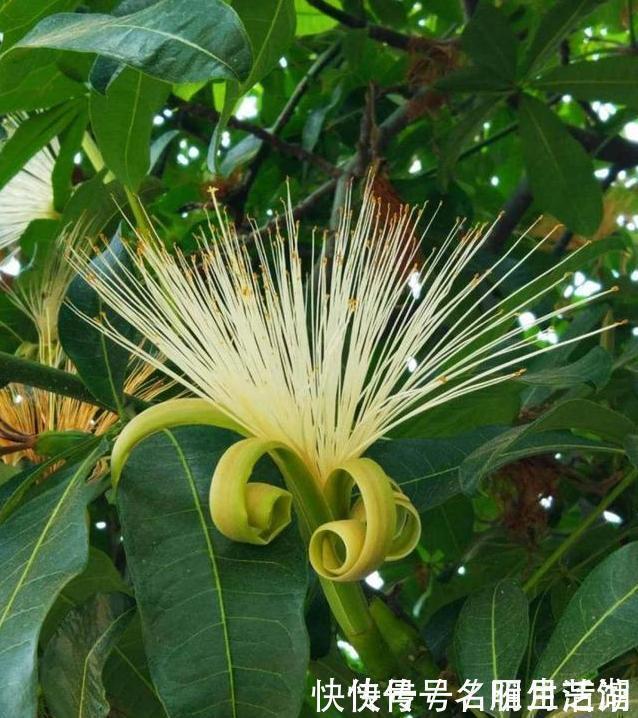 兆头|3种绿植,开花便是“好兆头”,家里放一盆,日子顺风又顺水